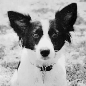 Meet your Posher, Sam